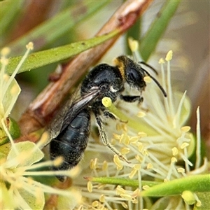 Euryglossa depressa at Campbell, ACT - 28 Nov 2024