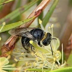 Euryglossa depressa at Campbell, ACT - 28 Nov 2024