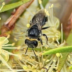 Euryglossa depressa at Campbell, ACT - 28 Nov 2024 03:46 PM