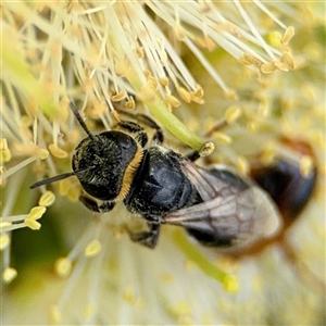 Euryglossa depressa at Campbell, ACT - 28 Nov 2024