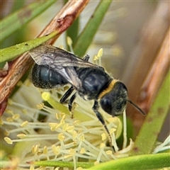 Euryglossa depressa at Campbell, ACT - 28 Nov 2024 03:46 PM