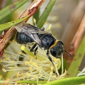 Euryglossa depressa at Campbell, ACT - 28 Nov 2024