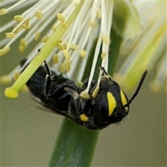 Hylaeus (Euprosopis) honestus (A hylaeine colletid bee) at Campbell, ACT - 28 Nov 2024 by Hejor1