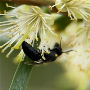 Hylaeus (Euprosopis) honestus at Campbell, ACT - 28 Nov 2024