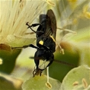 Hylaeus (Euprosopoides) rotundiceps (Hylaeine colletid bee) at Campbell, ACT by Hejor1