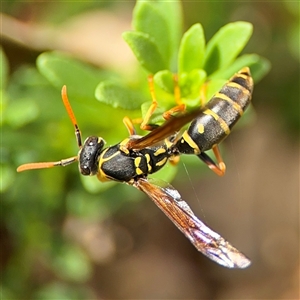 Polistes (Polistes) chinensis at Campbell, ACT - 28 Nov 2024