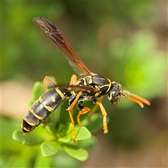 Polistes (Polistes) chinensis at Campbell, ACT - 28 Nov 2024