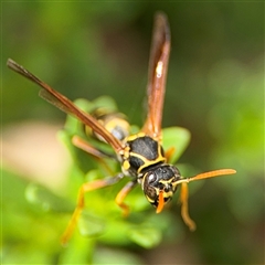 Polistes (Polistes) chinensis at Campbell, ACT - 28 Nov 2024