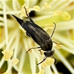 Mordella sp. (genus) (Pintail or tumbling flower beetle) at Campbell, ACT by Hejor1