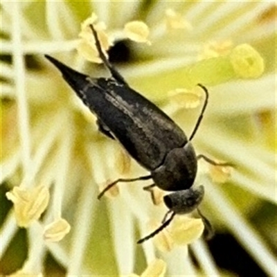 Mordella sp. (genus) (Pintail or tumbling flower beetle) at Campbell, ACT - 28 Nov 2024 by Hejor1