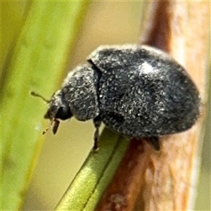 Coccinellidae (family) (Unidentified lady beetle) at Campbell, ACT by Hejor1