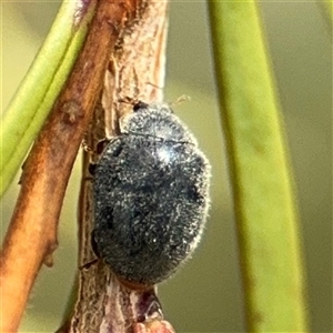 Coccinellidae (family) at Campbell, ACT - 28 Nov 2024 03:40 PM