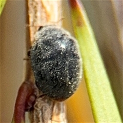 Coccinellidae (family) at Campbell, ACT - 28 Nov 2024