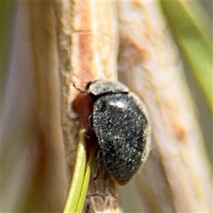 Coccinellidae (family) at Campbell, ACT - 28 Nov 2024 03:40 PM