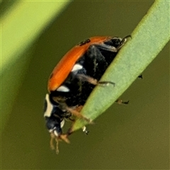 Hippodamia variegata (Spotted Amber Ladybird) at Campbell, ACT - 28 Nov 2024 by Hejor1