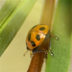 Hippodamia variegata at Campbell, ACT - 28 Nov 2024 03:42 PM