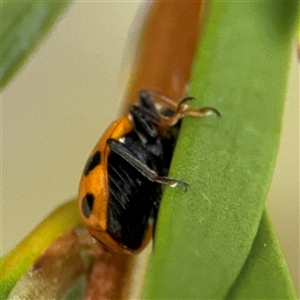 Hippodamia variegata at Campbell, ACT - 28 Nov 2024 03:42 PM