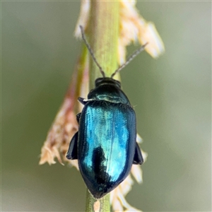 Arsipoda chrysis at Campbell, ACT - 28 Nov 2024