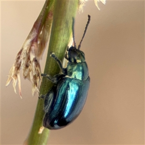 Arsipoda chrysis at Campbell, ACT - 28 Nov 2024