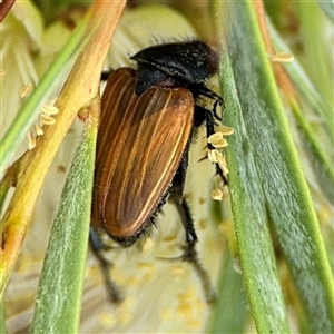 Phyllotocus rufipennis at Campbell, ACT - 28 Nov 2024 03:43 PM