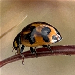 Coccinella transversalis (Transverse Ladybird) at Campbell, ACT - 28 Nov 2024 by Hejor1