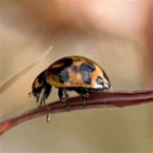 Coccinella transversalis at Campbell, ACT - 28 Nov 2024 03:44 PM