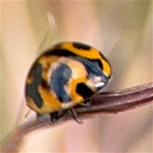 Coccinella transversalis at Campbell, ACT - 28 Nov 2024 03:44 PM