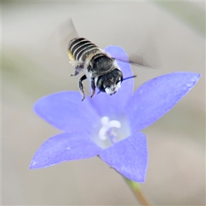 Megachile (Eutricharaea) serricauda (Leafcutter bee, Megachilid bee) at Campbell, ACT by Hejor1