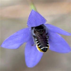 Megachile (Eutricharaea) serricauda at Campbell, ACT - 28 Nov 2024 03:46 PM