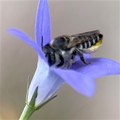 Megachile (Eutricharaea) serricauda at Campbell, ACT - 28 Nov 2024 03:46 PM