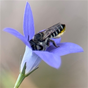 Megachile (Eutricharaea) serricauda at Campbell, ACT - 28 Nov 2024 03:46 PM