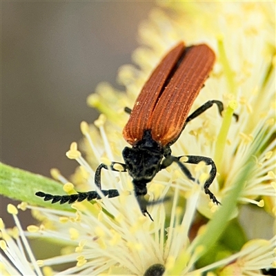 Porrostoma rhipidium (Long-nosed Lycid (Net-winged) beetle) at Campbell, ACT - 28 Nov 2024 by Hejor1