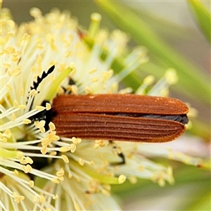 Porrostoma rhipidium at Campbell, ACT - 28 Nov 2024 03:47 PM