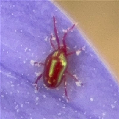 Rainbowia sp. (genus) (A mite) at Campbell, ACT - 28 Nov 2024 by Hejor1