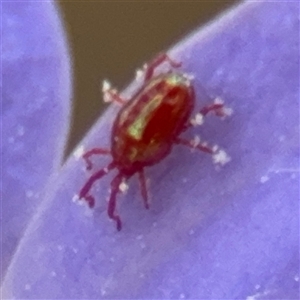 Rainbowia sp. (genus) at Campbell, ACT - 28 Nov 2024 03:48 PM