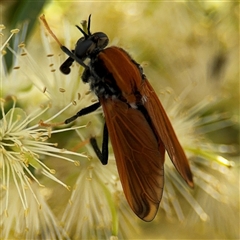 Pelecorhynchus fulvus (Orange cap-nosed fly) at Campbell, ACT - 28 Nov 2024 by Hejor1