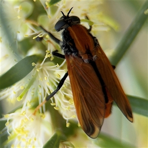 Pelecorhynchus fulvus at Campbell, ACT - 28 Nov 2024