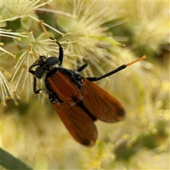 Pelecorhynchus fulvus at Campbell, ACT - 28 Nov 2024 03:50 PM