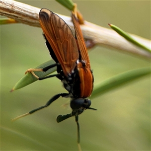 Pelecorhynchus fulvus at Campbell, ACT - 28 Nov 2024