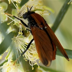 Pelecorhynchus fulvus at Campbell, ACT - 28 Nov 2024