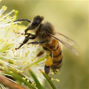 Apis mellifera (European honey bee) at Campbell, ACT by Hejor1