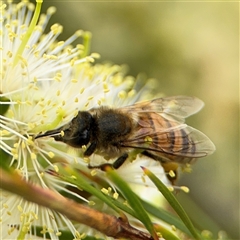 Apis mellifera at Campbell, ACT - 28 Nov 2024