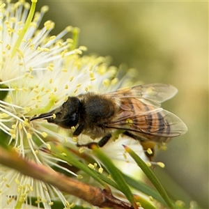 Apis mellifera at Campbell, ACT - 28 Nov 2024