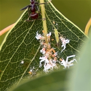 Protyora sterculiae at Campbell, ACT - 28 Nov 2024