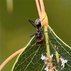 Iridomyrmex purpureus (Meat Ant) at Campbell, ACT - 28 Nov 2024 by Hejor1