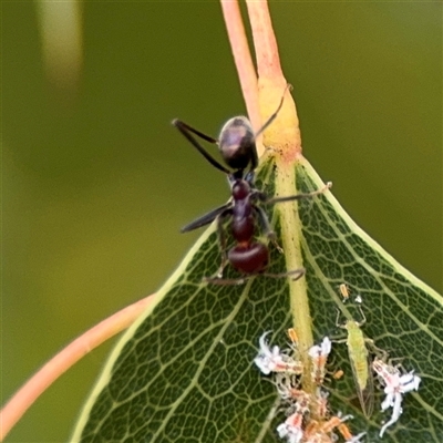 Iridomyrmex purpureus (Meat Ant) at Campbell, ACT - 28 Nov 2024 by Hejor1