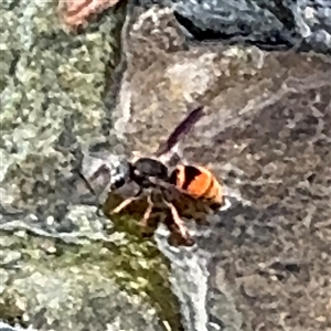 Eumeninae (subfamily) at Campbell, ACT - 28 Nov 2024