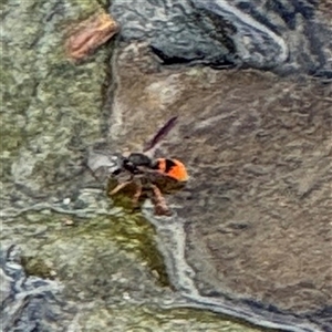 Eumeninae (subfamily) at Campbell, ACT - 28 Nov 2024