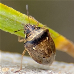 Eysarcoris sp. (genus) at Campbell, ACT - 28 Nov 2024 by Hejor1