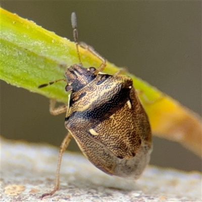 Eysarcoris sp. (genus) at Campbell, ACT - 28 Nov 2024 by Hejor1